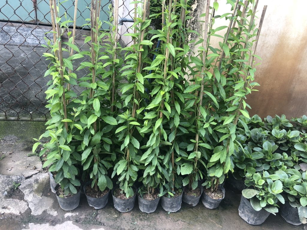 Cần chuẩn bị đầy đủ các thứ cần thiết để trồng cúc tần Ấn Độ