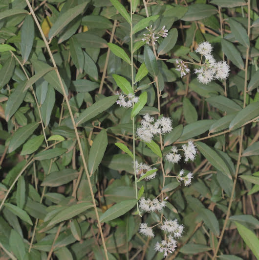 Đặc điểm độc đáo của hoa cúc tần Ấn Độ