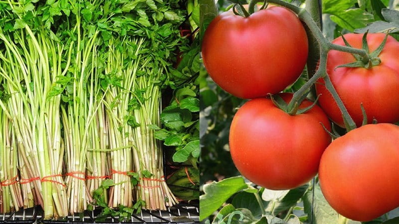 Một số lưu ý khi chế biến món canh rau cần nấu cà chua